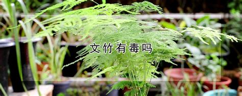 文竹有毒吗|文竹有毒吗：分泌出杀灭细菌的气体